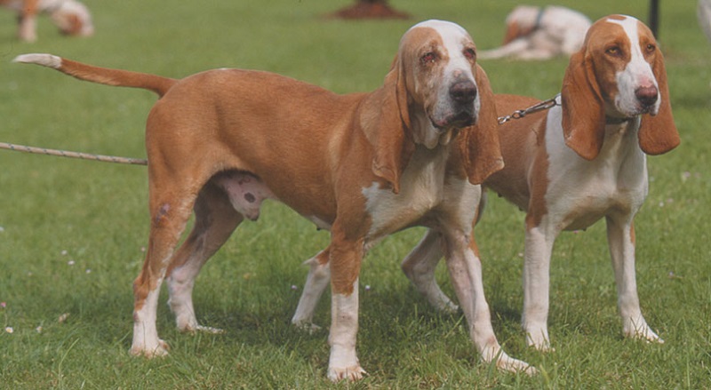 Los veterinarios califican de «contradictoria» y carente de rigor científico el borrador de la ley de protección animal