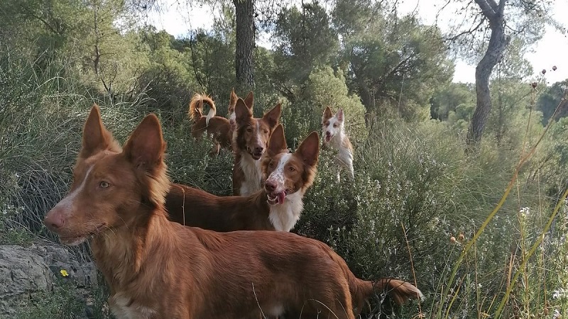 El Xarnego Valenciano, símbolo de la caza en la Comunitat