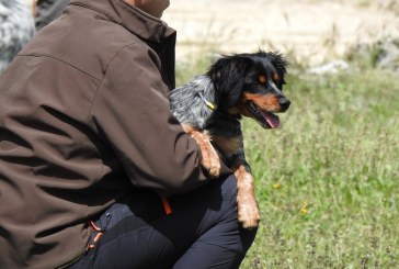 La RFEC presenta alegaciones al Real Decreto de núcleos zoológicos de animales de compañía