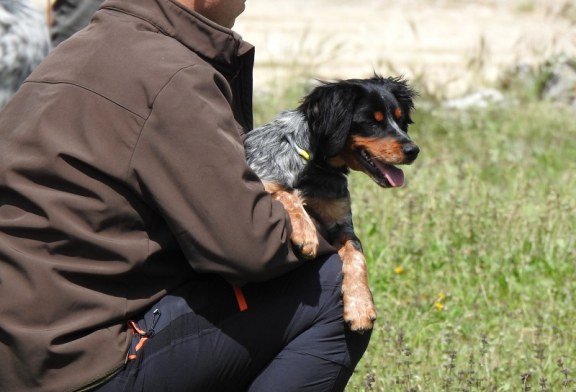 La RFEC presenta alegaciones al Real Decreto de núcleos zoológicos de animales de compañía