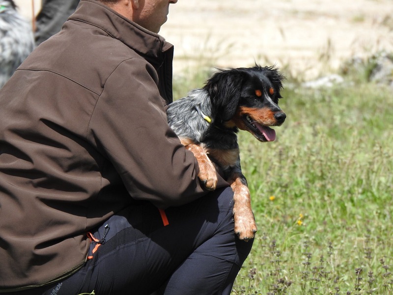 La RFEC presenta alegaciones al Real Decreto de núcleos zoológicos de animales de compañía