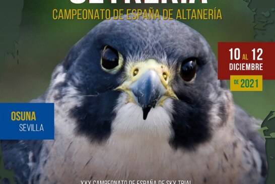 Osuna acogerá el Campeonato de España de Altanería 2021