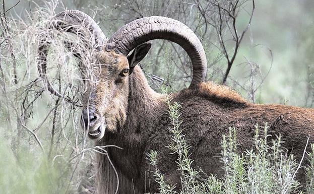 La Junta Rectora de Sierra Espuña rechaza la caza del arruí en el parque