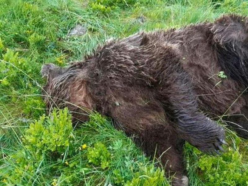 Cazador abate un oso que le ataco e hirió de gravedad