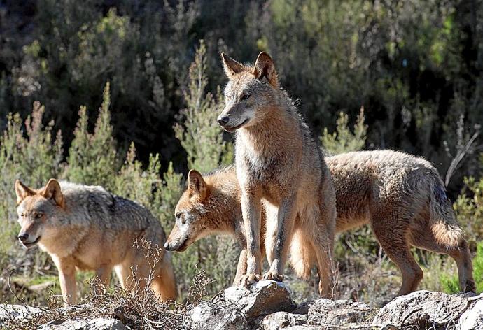 La Audiencia Nacional admite a trámite el recurso de Fundación Artemisan contra la inclusión del lobo en el LESPRE