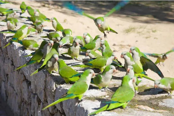 Cotorras y cananas