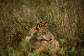 Galicia y otras tres comunidades logran la retirada del borrador de la Estrategia del lobo