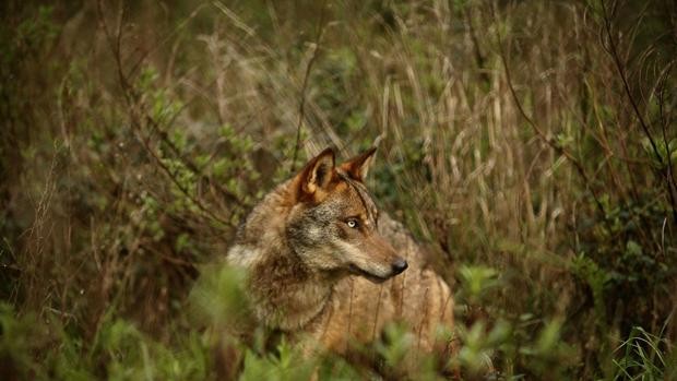 Tenemos lobos al lado de casa. ¿Qué hacemos con los críos?