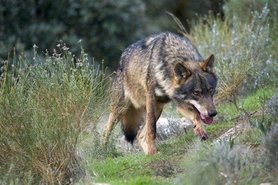 El Tribunal Supremo avala el Plan de Gestión del Lobo en Cantabria de 2019