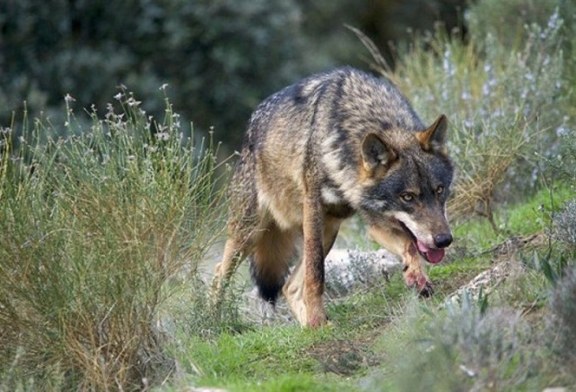 El Tribunal Supremo avala el Plan de Gestión del Lobo en Cantabria de 2019