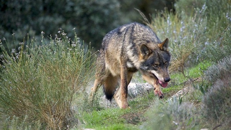 El Tribunal Supremo avala el Plan de Gestión del Lobo en Cantabria de 2019