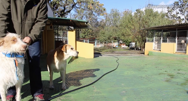 Proyecto de núcleos zoológicos: ARRECAL alerta del peligro de desaparición de muchas rehalas