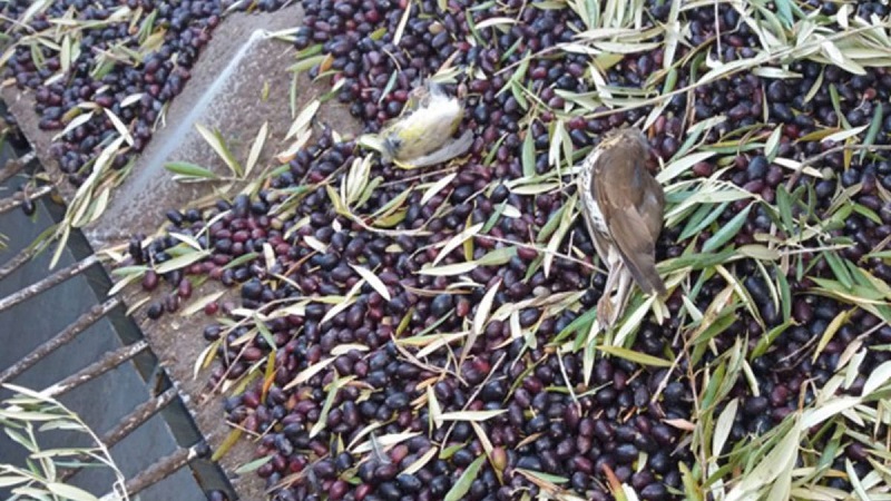 Recogida nocturna del olivar y muertes de pájaros