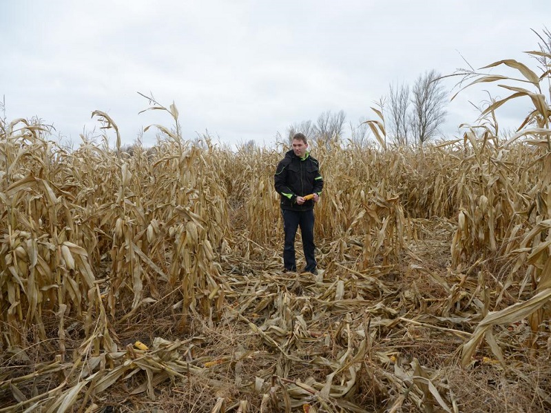 Una plaga de jabalíes arruina las cosechas de maíz en Teruel