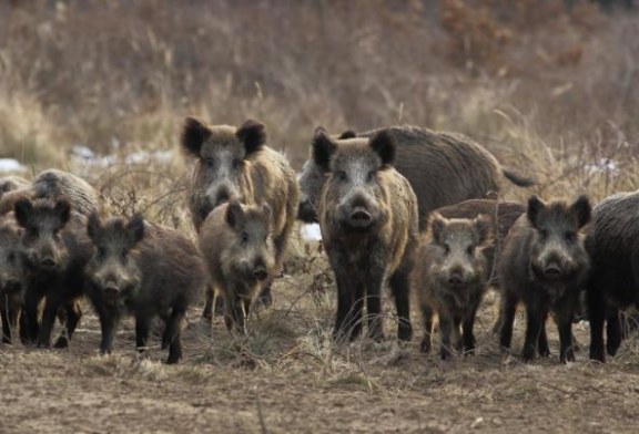 Abogan por actualizar el régimen legal de la responsabilidad de los daños de especies cinegéticas