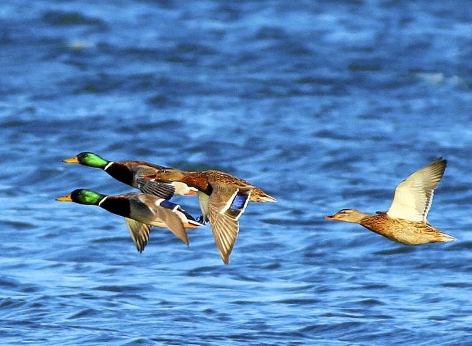 Prohibición de la caza en Navarra en lugares de especial conservación