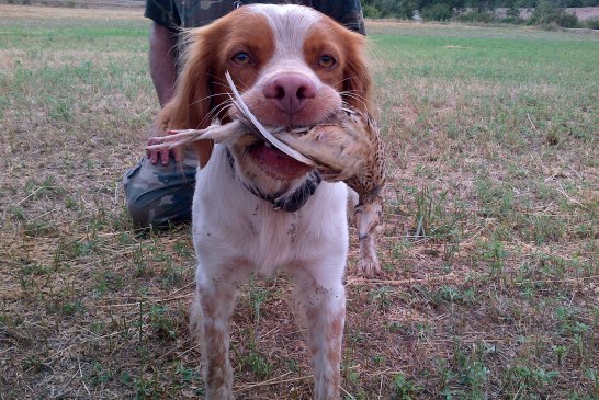 El talibanismo animalista se apodera del gobierno de España y busca eliminar la caza y lo rural