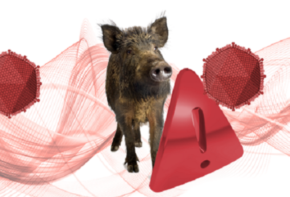 Nuevo foco de peste porcina africana en Alemania