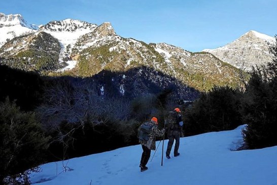 Batidas de jabalí con nieve en Navarra