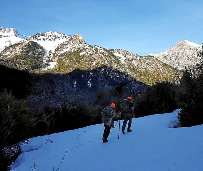 Batidas de jabalí con nieve en Navarra