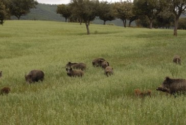 La caza, una práctica necesaria