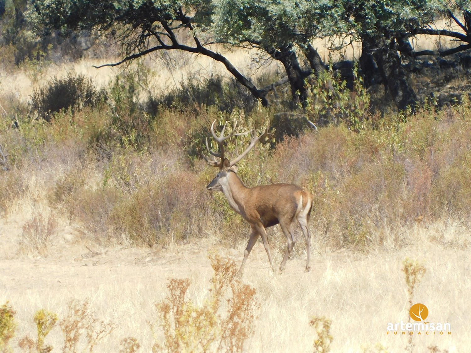 Los cazadores abanderan la persecución contra la lacra del furtivismo en España