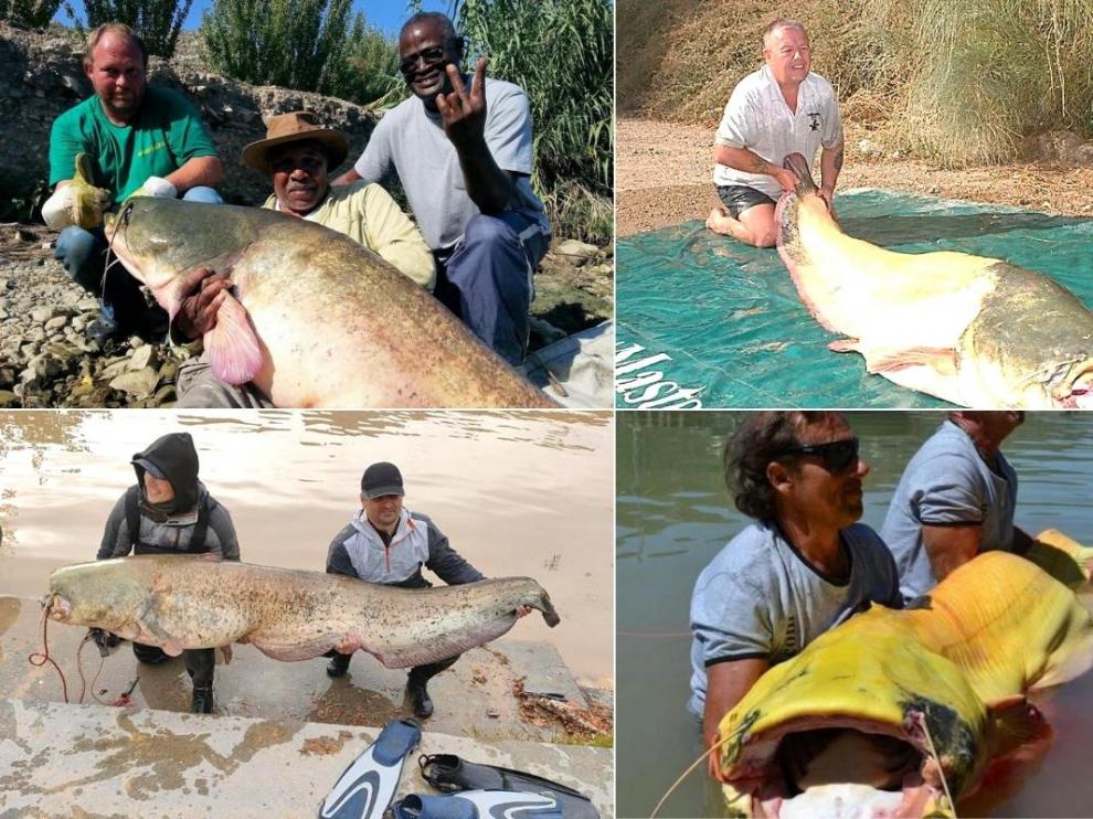 Así son los monstruosos siluros capturados en aguas del Ebro