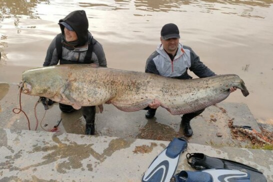 Dos pescadores capturan un siluro de más de dos metros en el Ebro, a su paso por Zaragoza
