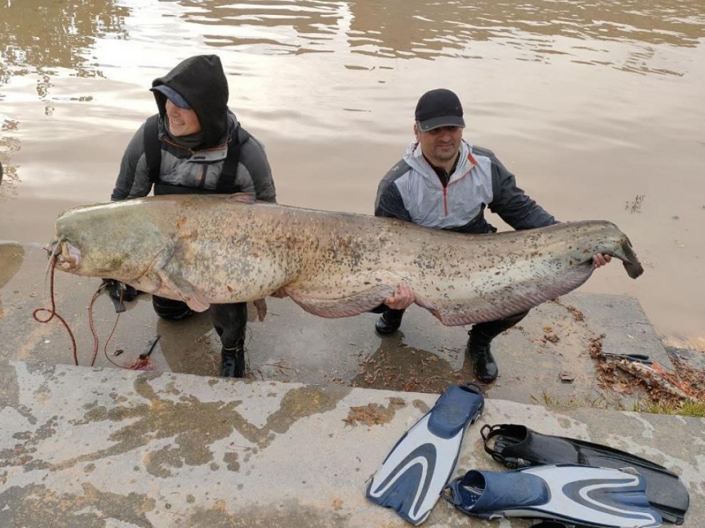 Dos pescadores capturan un siluro de más de dos metros en el Ebro, a su paso por Zaragoza