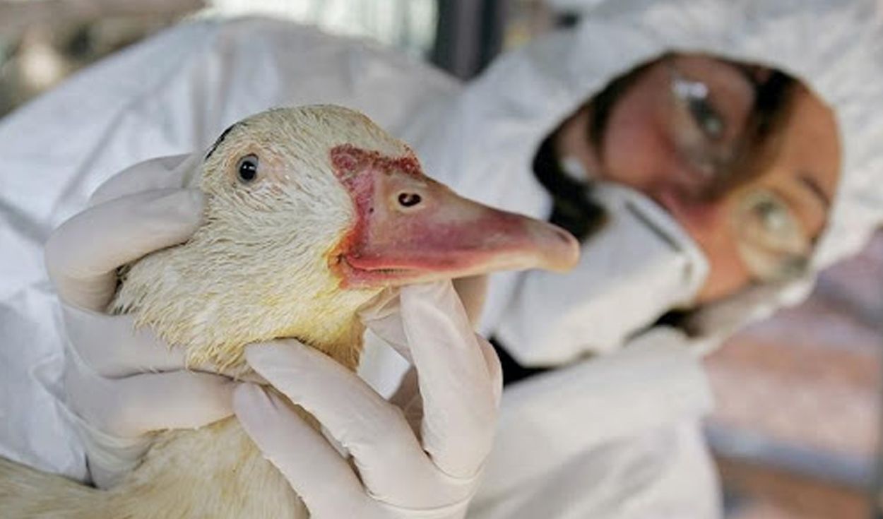 ¡ALARMA! «Ha fulminado a los gansos»: llega a España la peor epidemia de gripe aviar vista en Europa