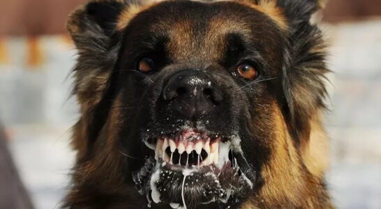 El primer caso de rabia en España de 2022 se da en un perro con propietario