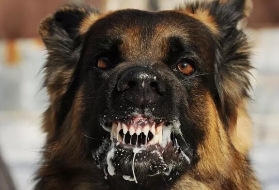 El primer caso de rabia en España de 2022 se da en un perro con propietario