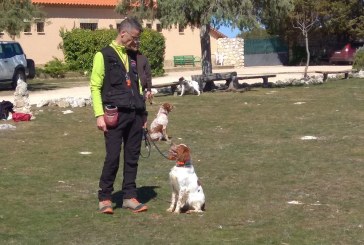 El adiestramiento como base para desarrollar al máximo el potencial de los perros de caza