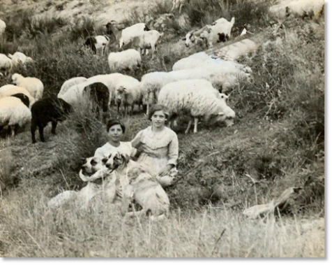 La nueva Ley de bienestar animal española, la ruina del campo y la extinción de razas españolas