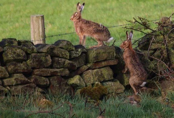 Gipuzkoa repuebla cada año su territorio con ejemplares de liebre europea