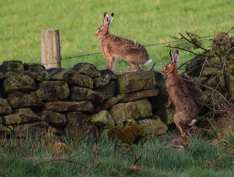 Gipuzkoa repuebla cada año su territorio con ejemplares de liebre europea