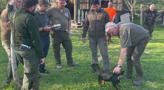 La polivalencia del JagdTerrier destaca en diferentes modalidades cinegéticas
