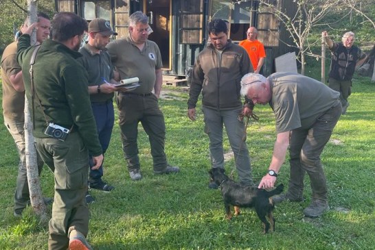 La polivalencia del JagdTerrier destaca en diferentes modalidades cinegéticas