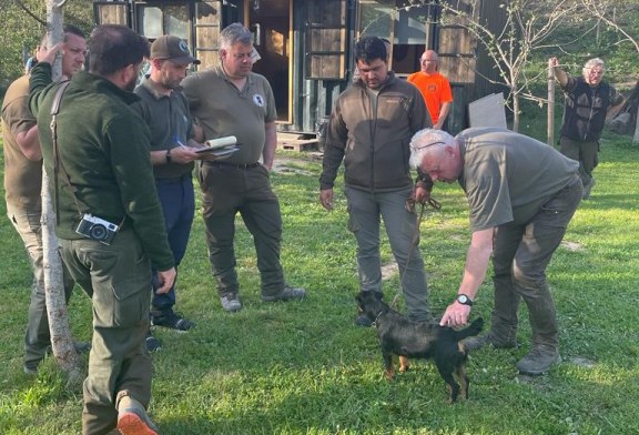 La polivalencia del JagdTerrier destaca en diferentes modalidades cinegéticas