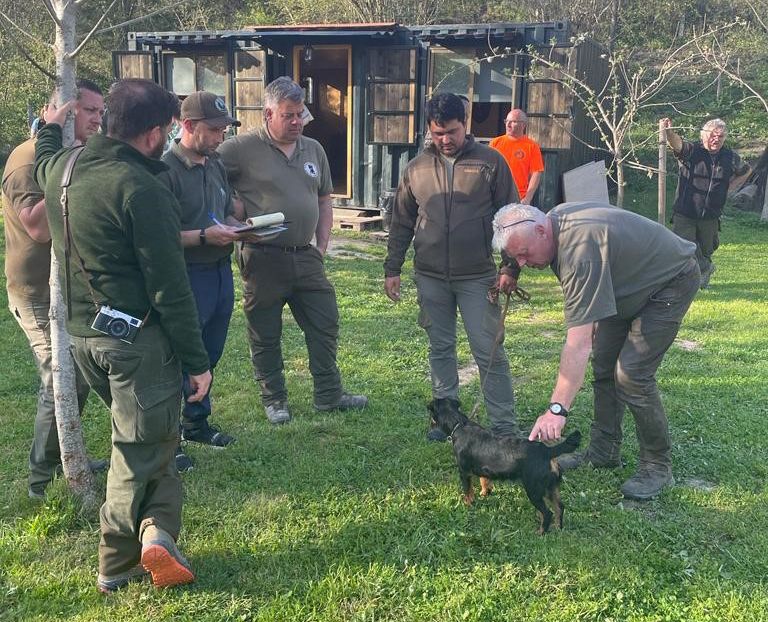 La polivalencia del JagdTerrier destaca en diferentes modalidades cinegéticas