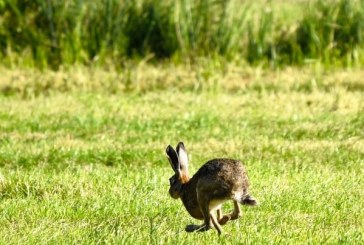 ¿Qué comen las liebres en ecosistemas de montaña?