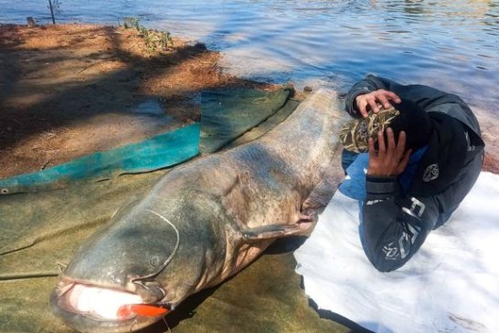 Un vallisoletano captura a lance el mayor siluro de España