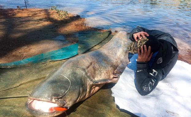 Un vallisoletano captura a lance el mayor siluro de España