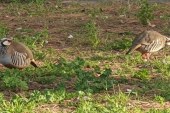Artemisan invita a López Uralde a conocer el trabajo de los cazadores en el proyecto RUFA