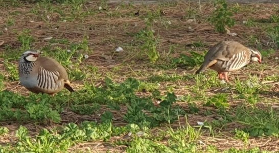 Artemisan invita a López Uralde a conocer el trabajo de los cazadores en el proyecto RUFA