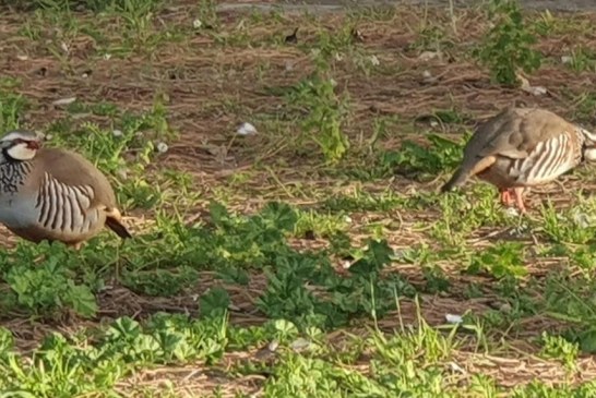 Artemisan invita a López Uralde a conocer el trabajo de los cazadores en el proyecto RUFA