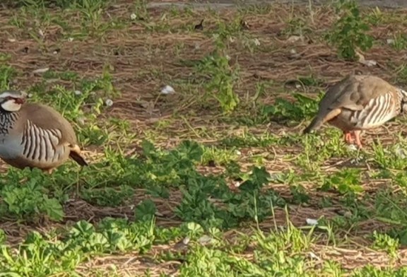 Artemisan invita a López Uralde a conocer el trabajo de los cazadores en el proyecto RUFA