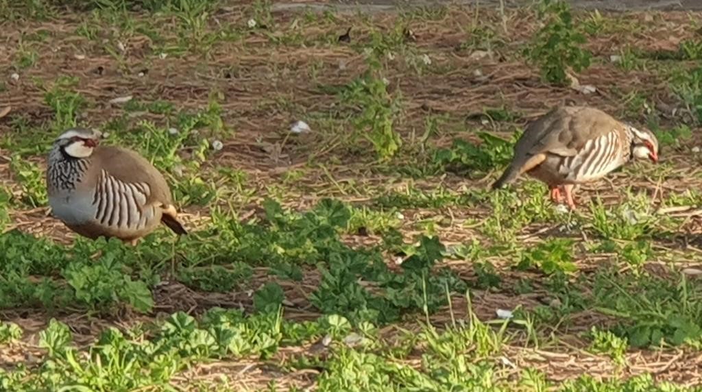 Artemisan invita a López Uralde a conocer el trabajo de los cazadores en el proyecto RUFA