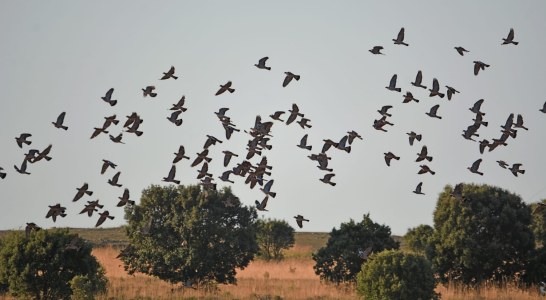 La RFEC solicita la retirada del Plan Estratégico del Patrimonio Natural y la Biodiversidad