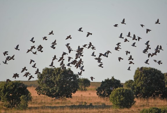 La RFEC solicita la retirada del Plan Estratégico del Patrimonio Natural y la Biodiversidad